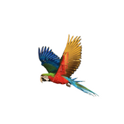 Preparing Macaws for Breeding - My Annual Diet Routine