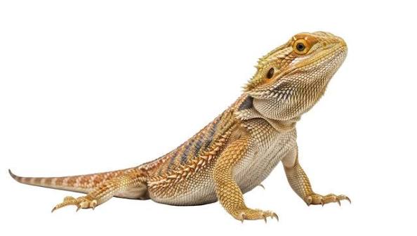 Reptile & Rodent