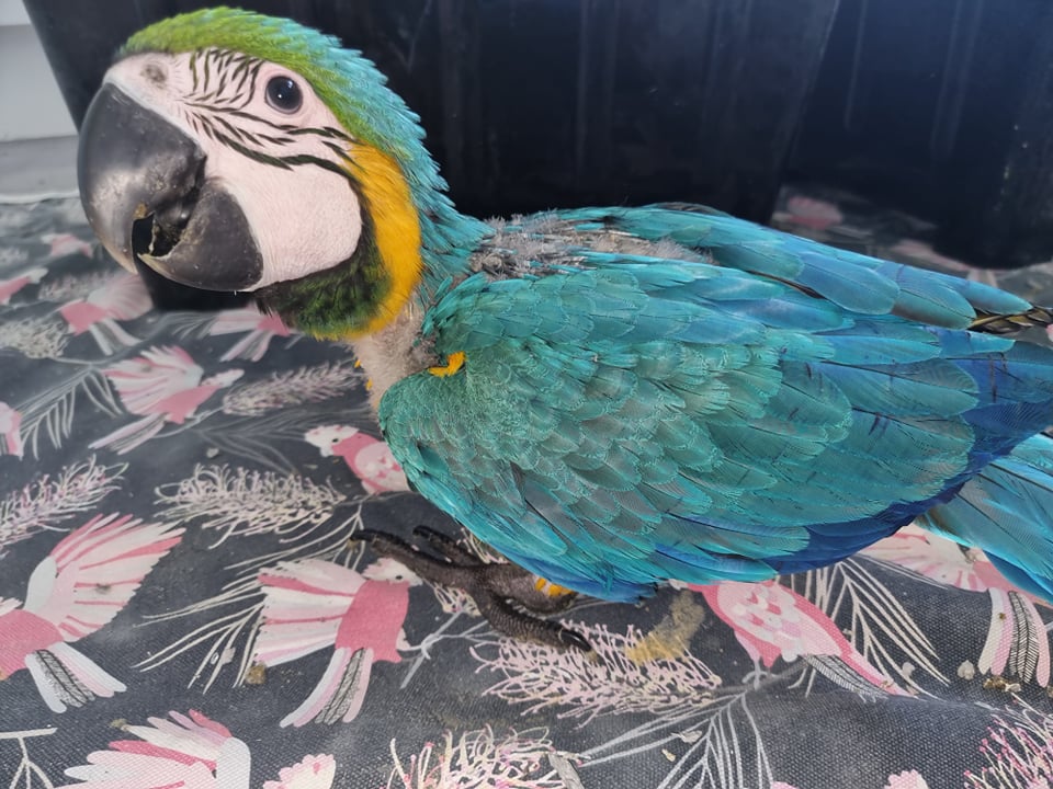 Hand Raised Blue and Gold Macaws