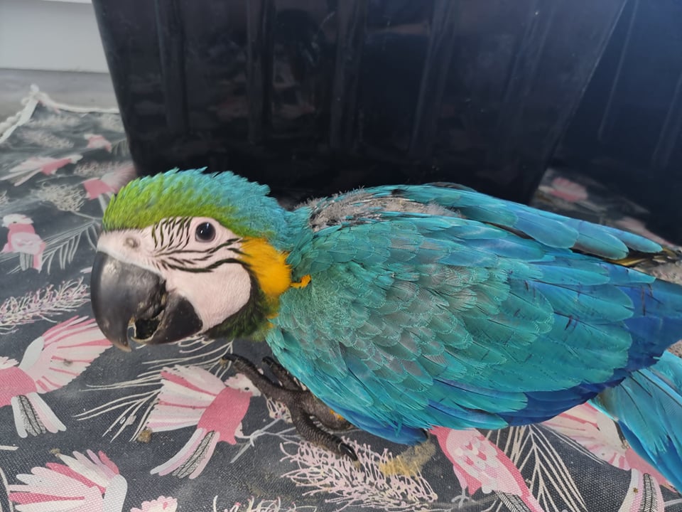 Hand Raised Blue and Gold Macaws