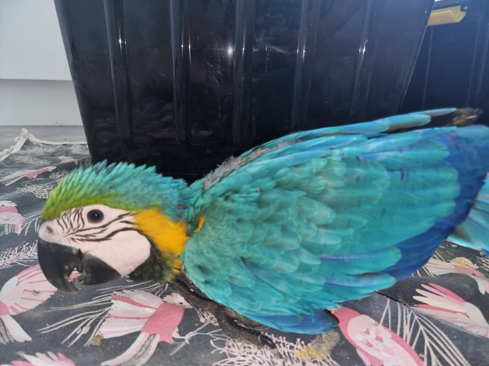 Hand Raised Blue and Gold Macaws