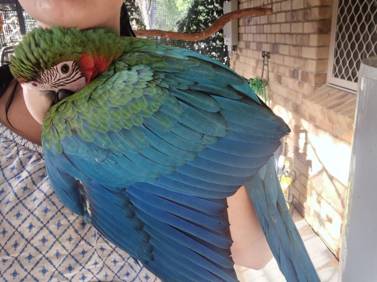 Hand Raised Harlequin Macaw