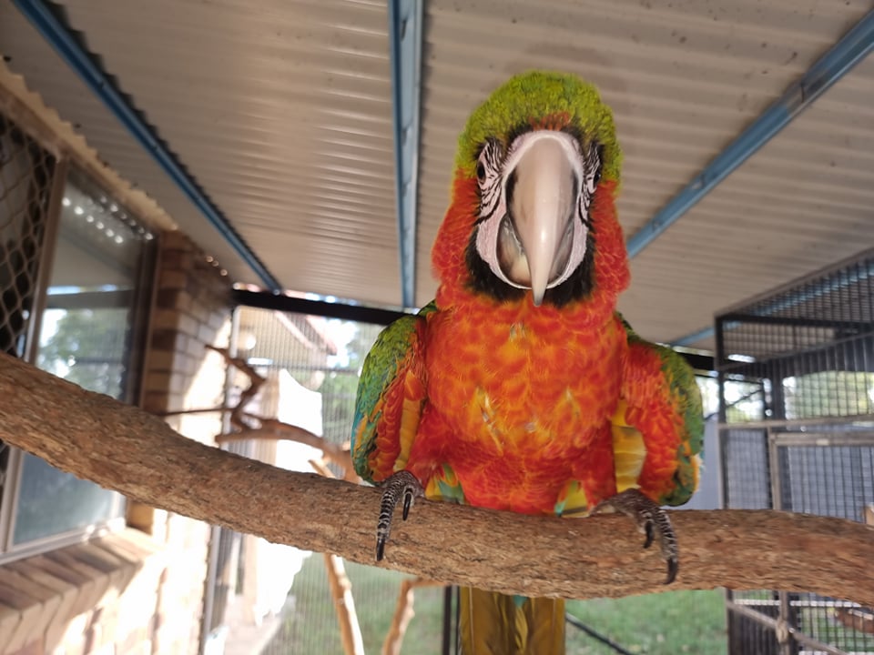 Hand Raised Harlequin Macaw