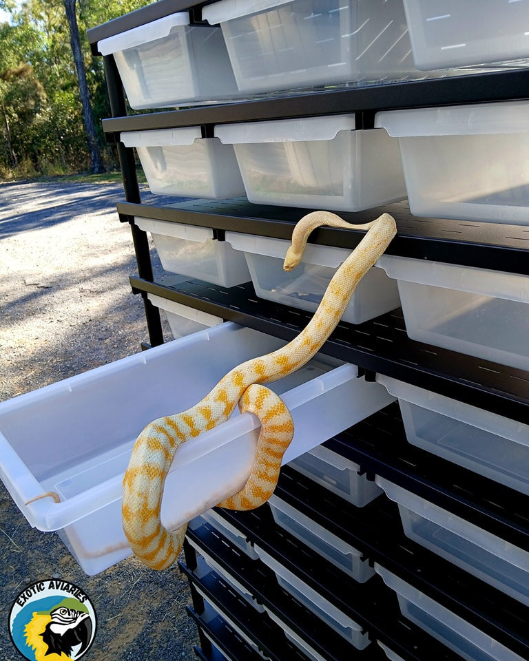 Reptile Rack B6030 (Medium)
