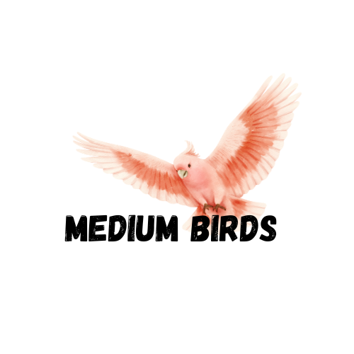 Medium Parrot Boarding
