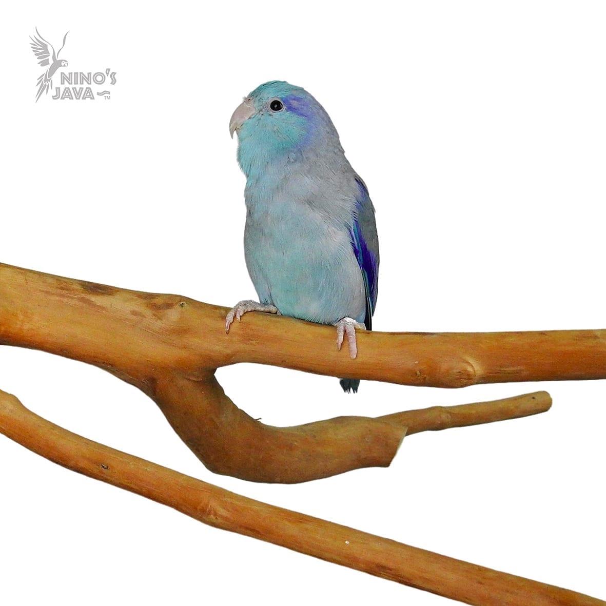 Nino's Java Multi Perch