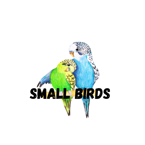 Small Parrot Boarding